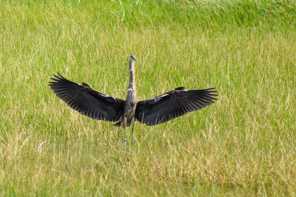 Great Blue Heron - ML610228603