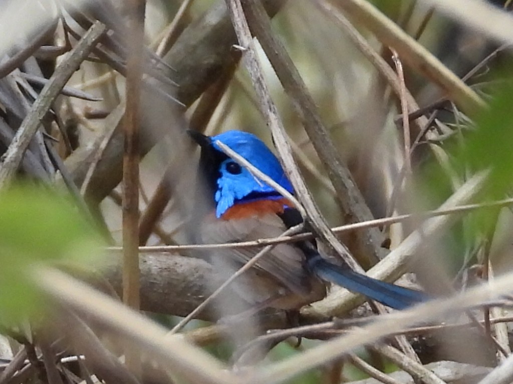 Variegated Fairywren - ML610228614