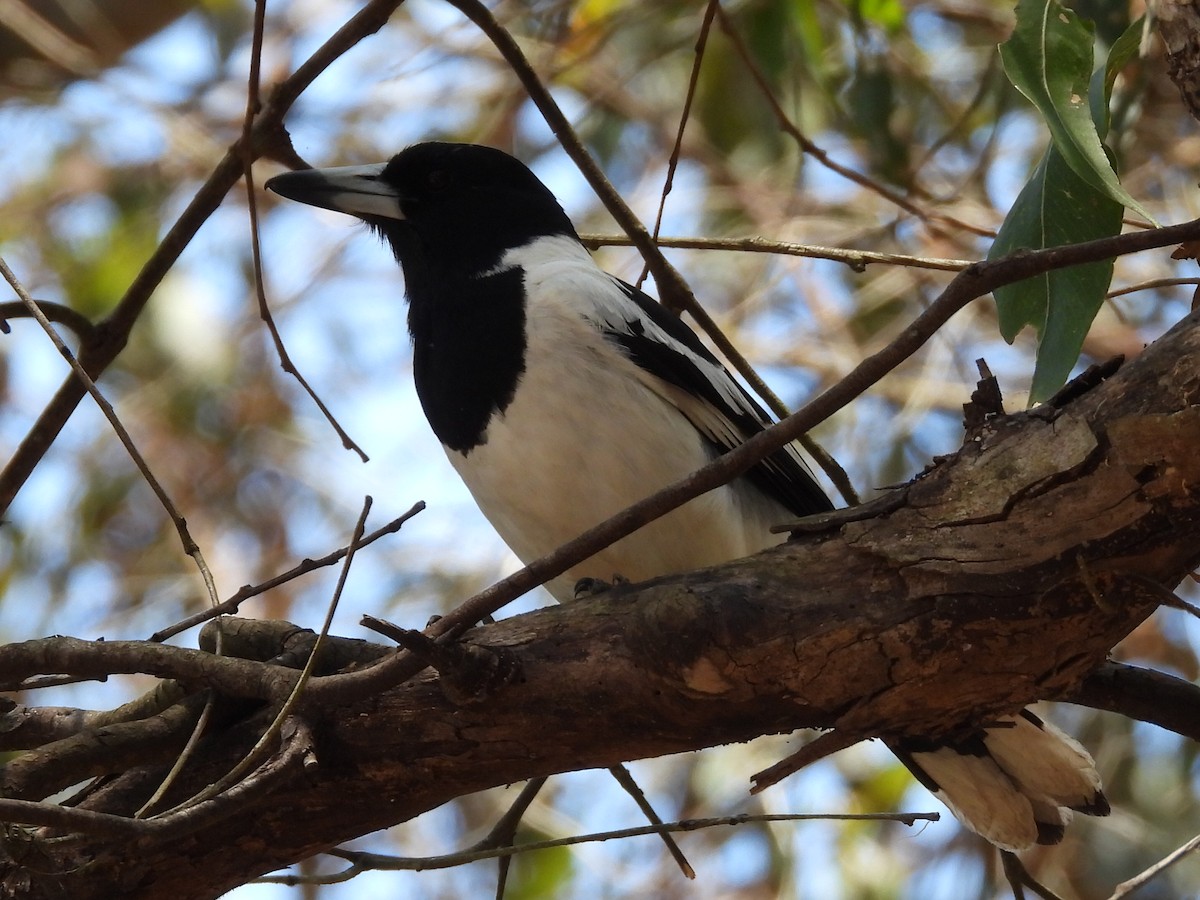 Pied Butcherbird - ML610228641
