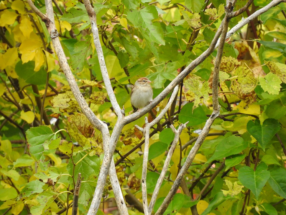 Chipping Sparrow - ML610228751