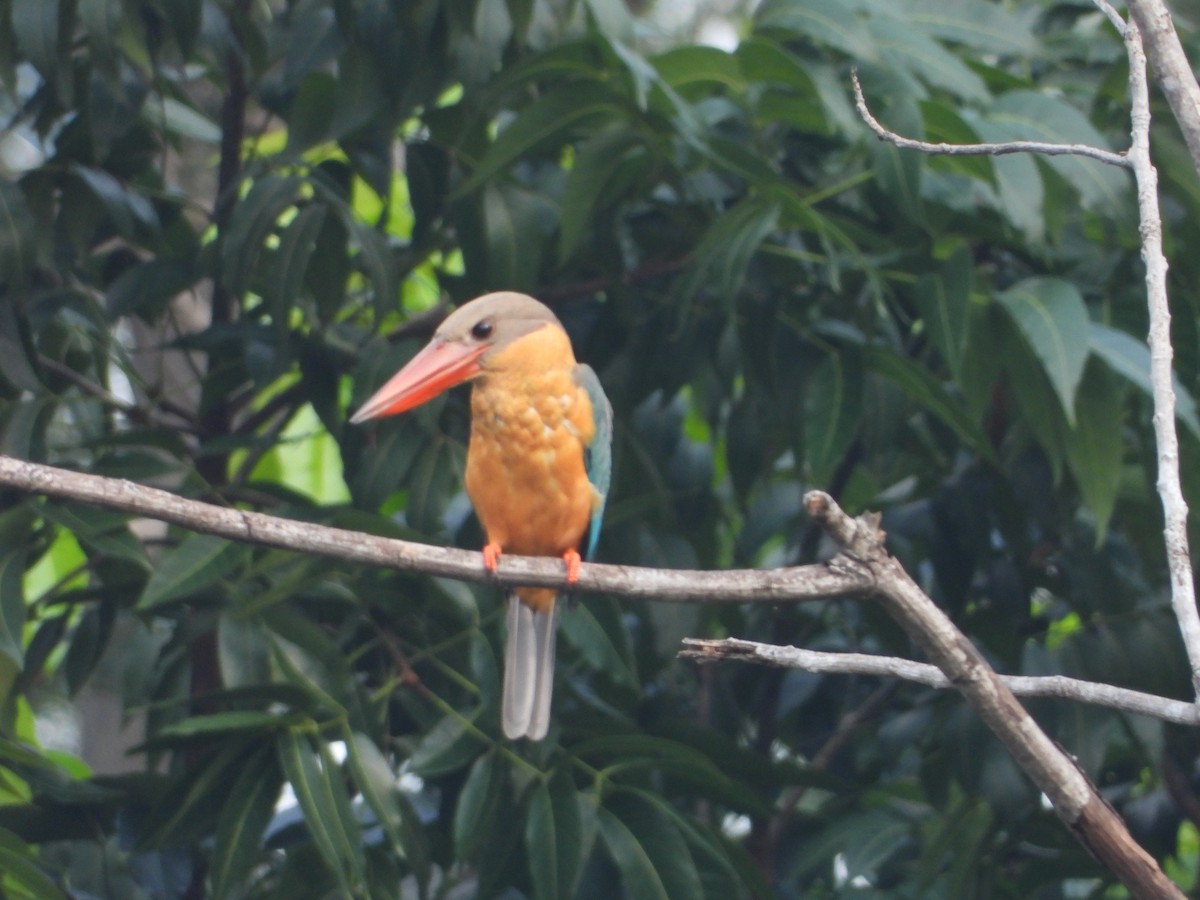 Stork-billed Kingfisher - ML610228763