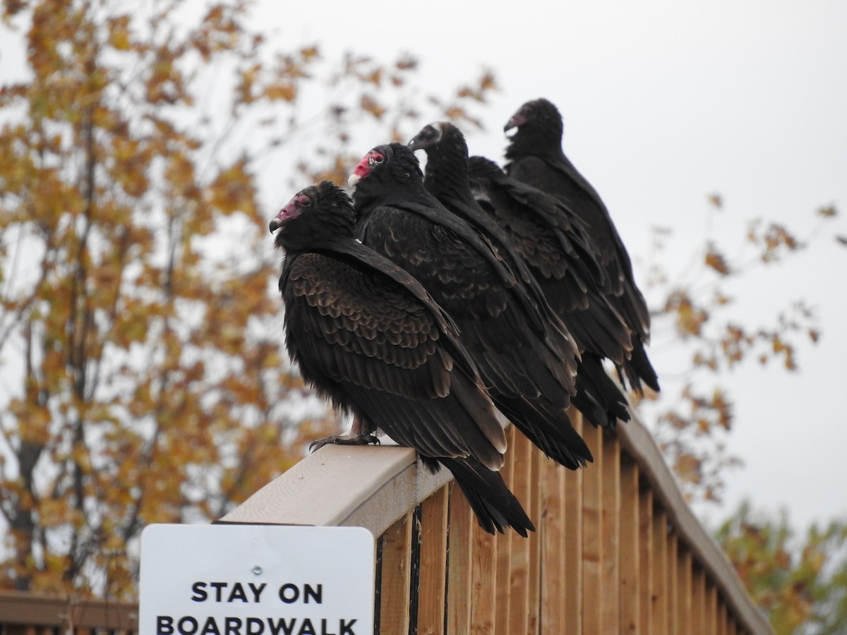 Turkey Vulture - ML610228784