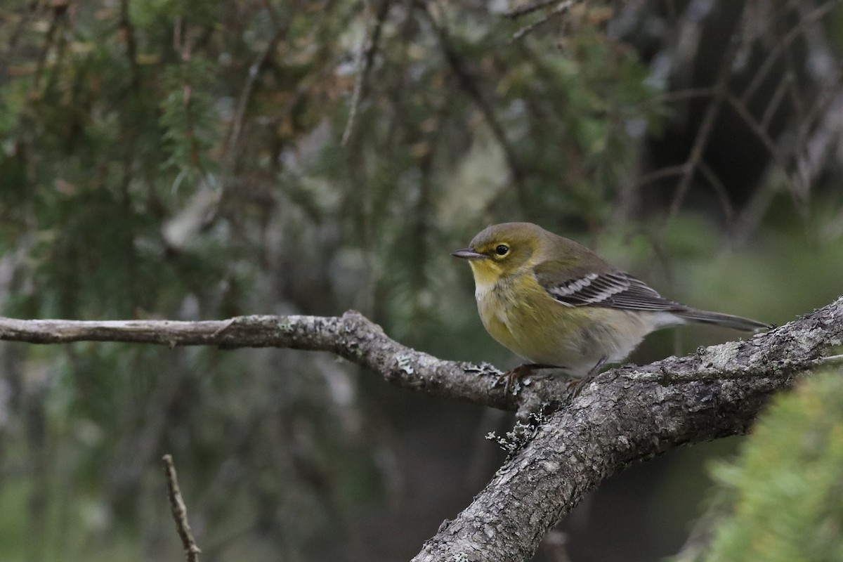 Pine Warbler - ML610228874