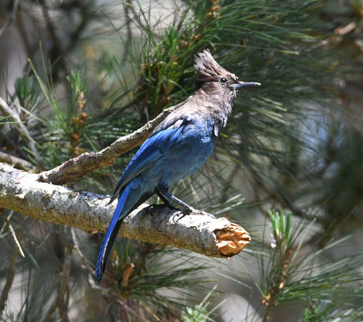 Steller's Jay - ML610228882