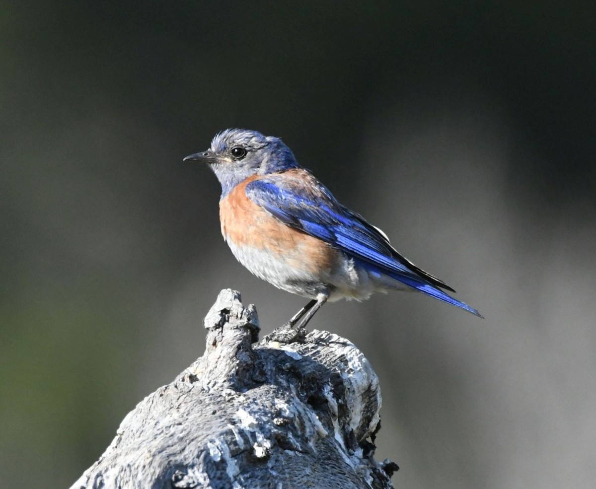 Western Bluebird - ML610228891