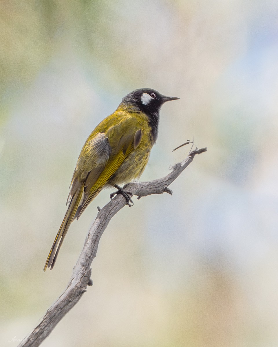 White-eared Honeyeater - ML610229010