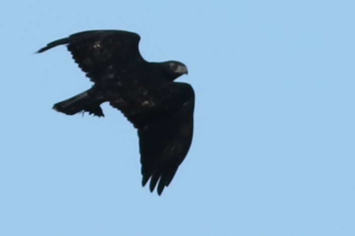 Red-tailed Hawk - ML610229015