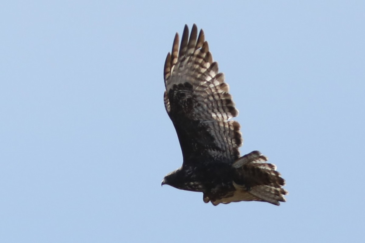 Red-tailed Hawk (Harlan's) - ML610229037