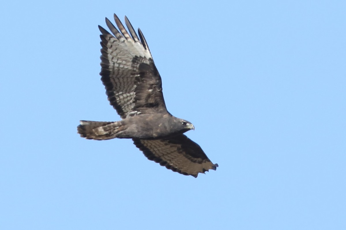 Red-tailed Hawk (Harlan's) - ML610229040