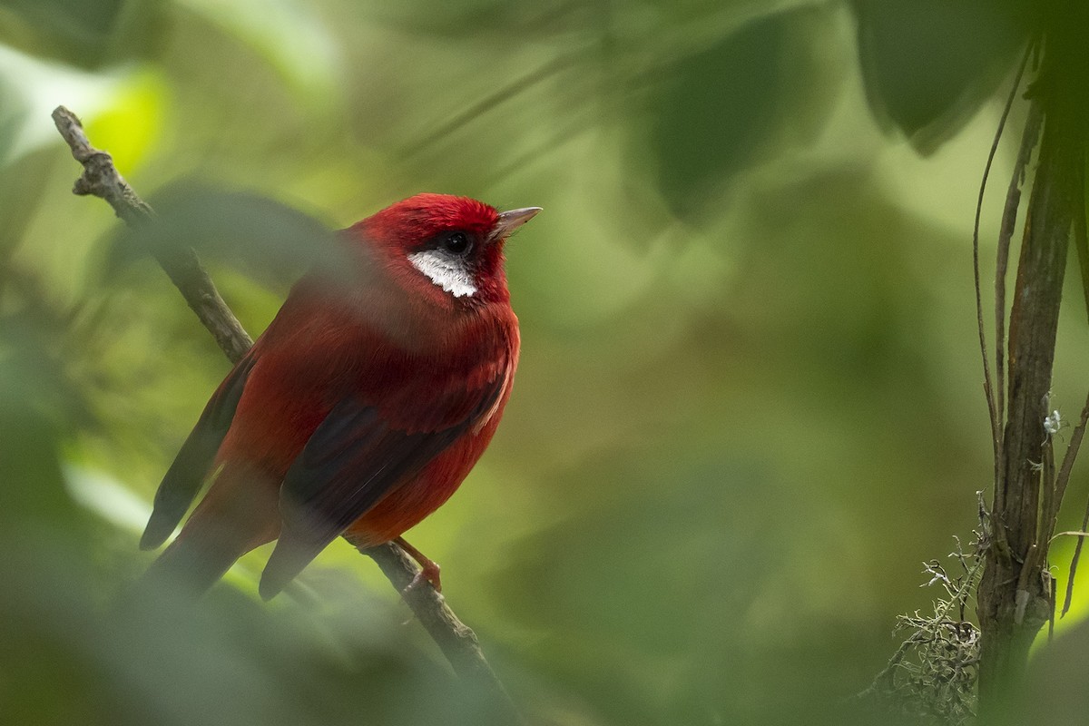 Red Warbler - ML610229051