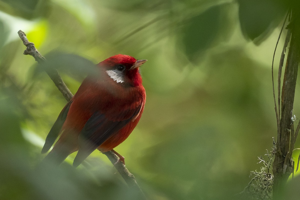 Red Warbler - ML610229052