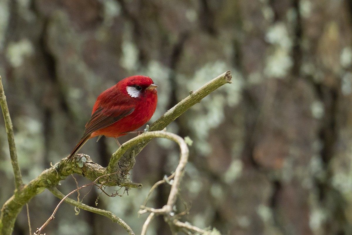 Red Warbler - ML610229053