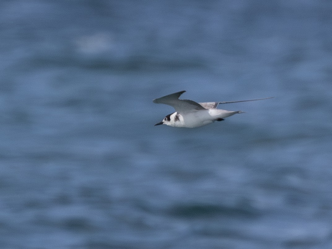 Black Tern - ML610229083