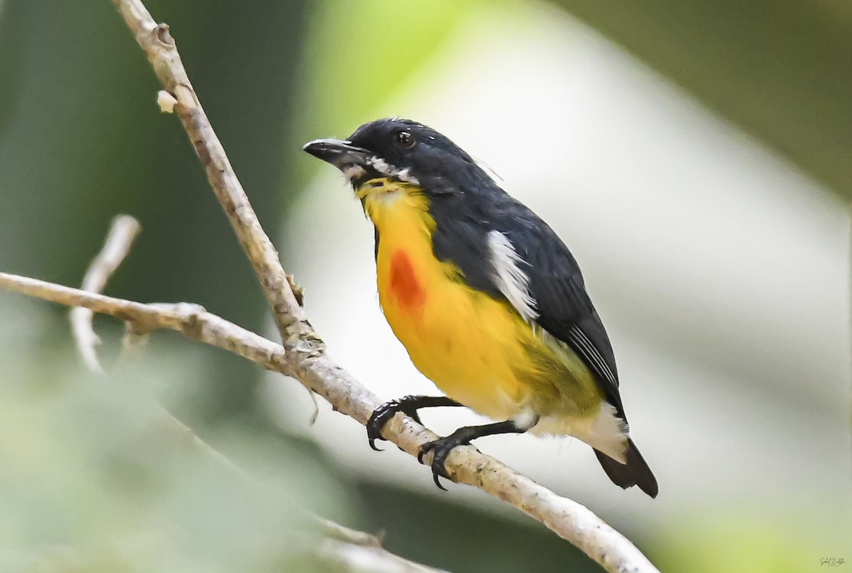 Palawan Flowerpecker - Sahil 🐧