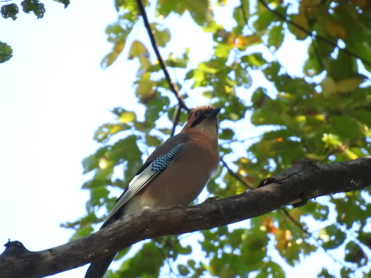 Eurasian Jay - ML610229207