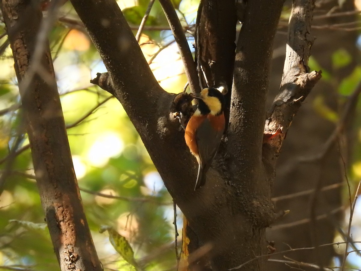 Varied Tit - ML610229245