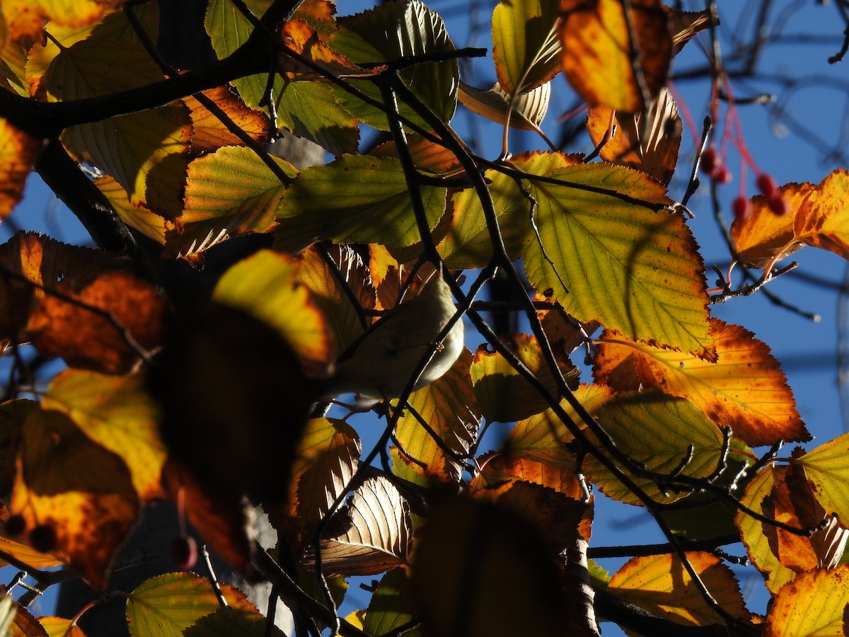 Yellow-browed Warbler - ML610229255