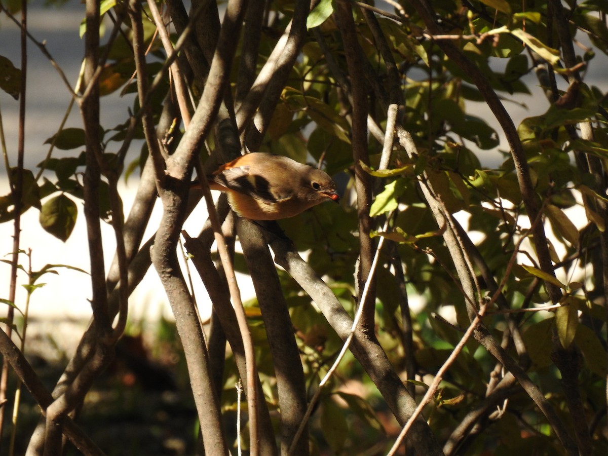 Daurian Redstart - Jupiter Jeon