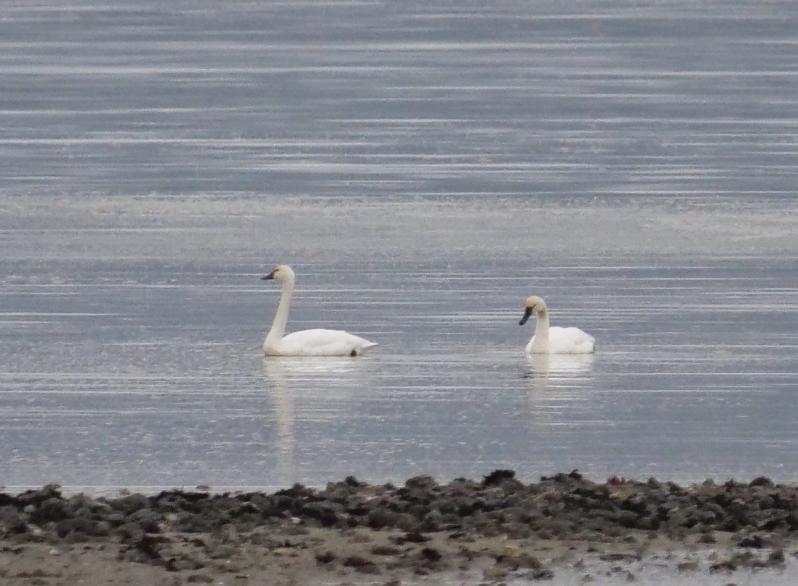 Tundra Swan - ML610229312