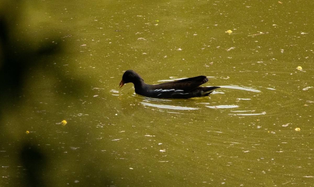 Eurasian Coot - sasidharan manekkara