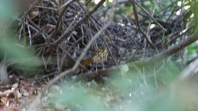 Wood Thrush - ML610229528