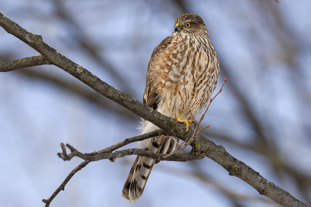 Sharp-shinned Hawk - ML610229669