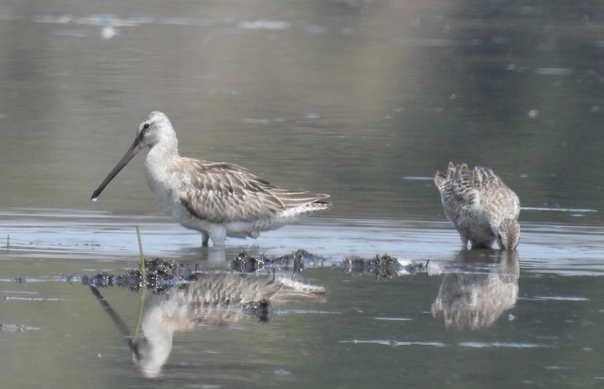 Asian Dowitcher - ML610229754