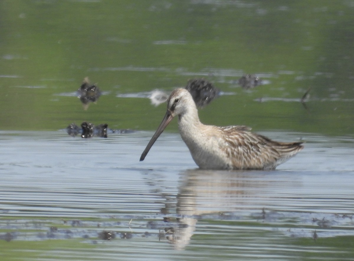 Asian Dowitcher - ML610229762