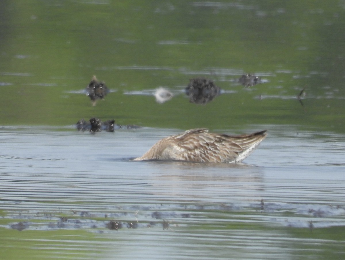 Asian Dowitcher - ML610229769