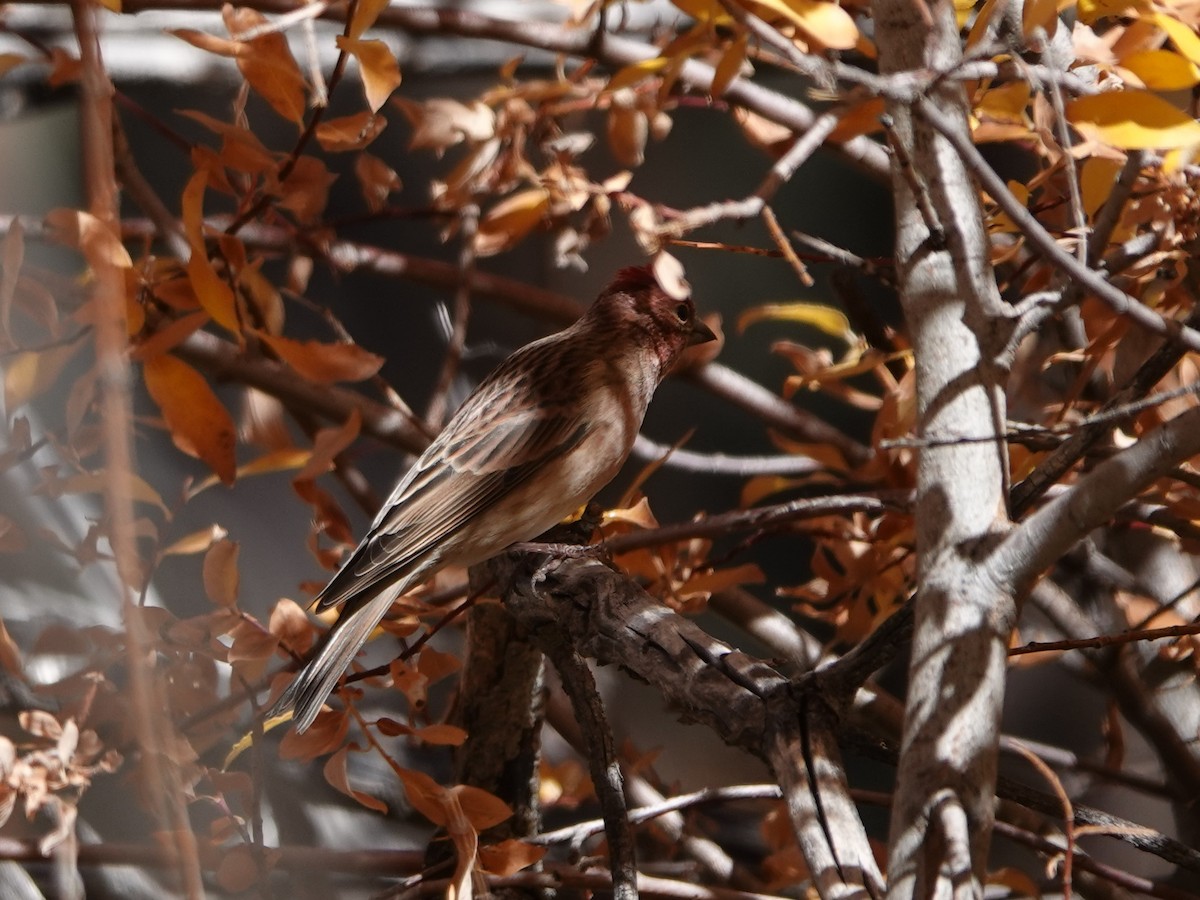 Cassin's Finch - ML610229802