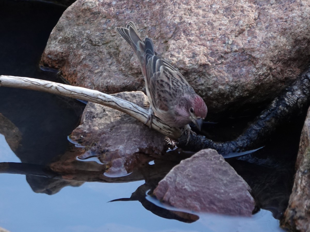 Cassin's Finch - ML610229803