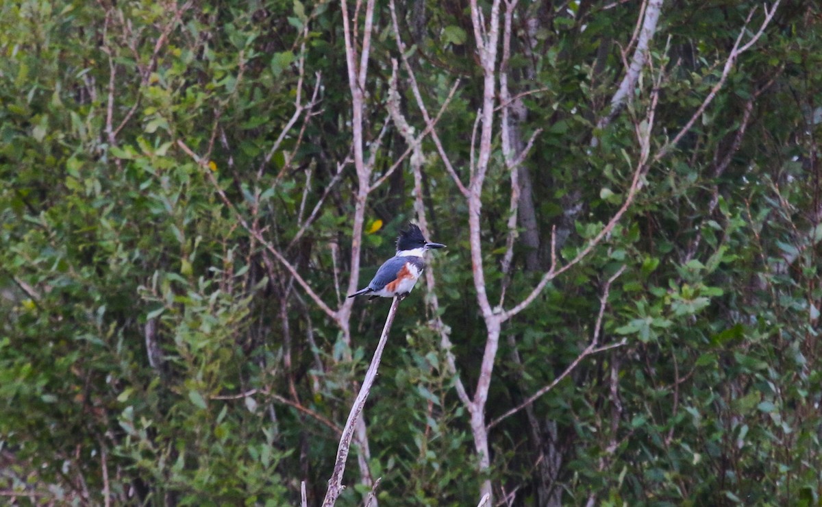 Belted Kingfisher - ML610229825