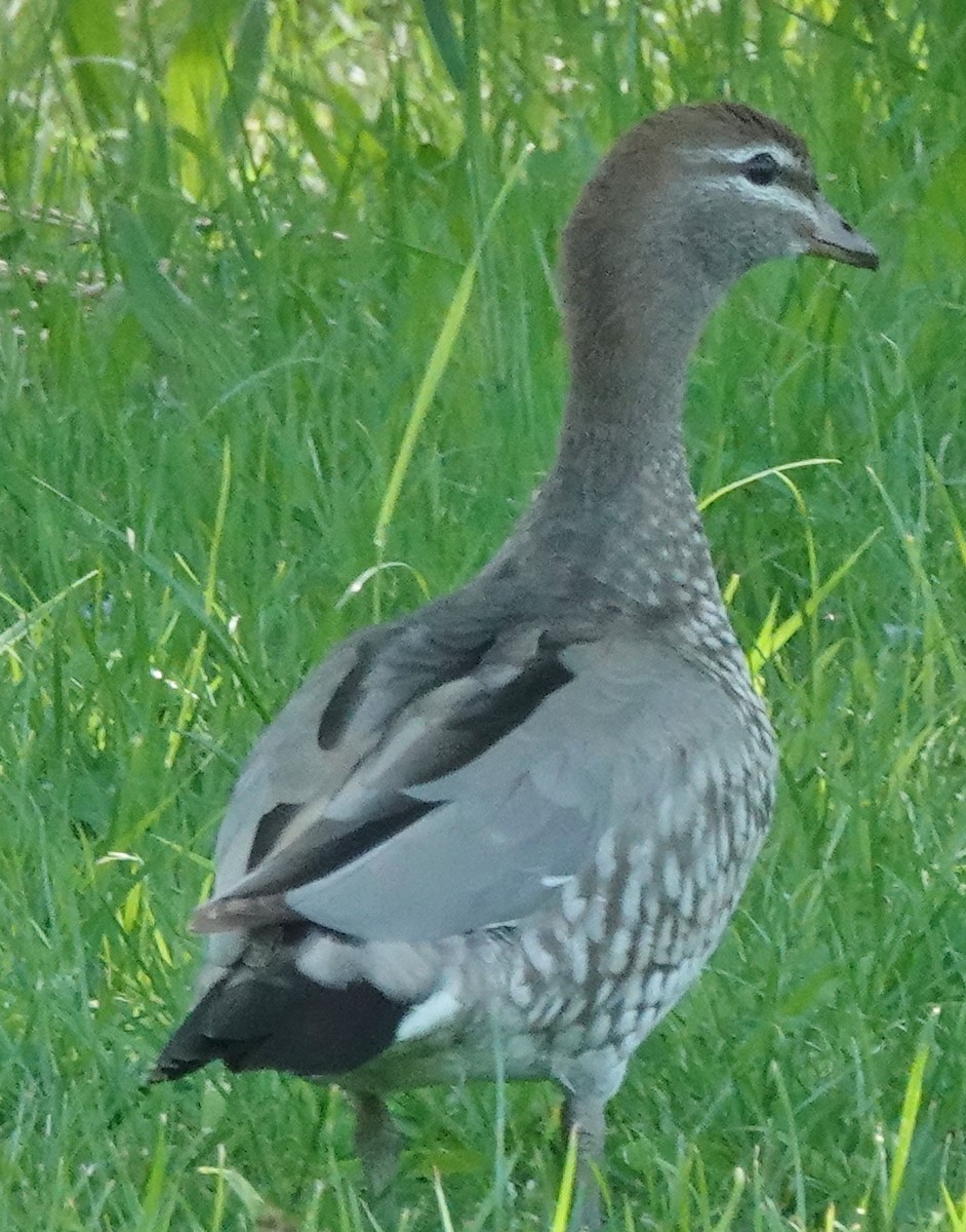 Maned Duck - ML610229831