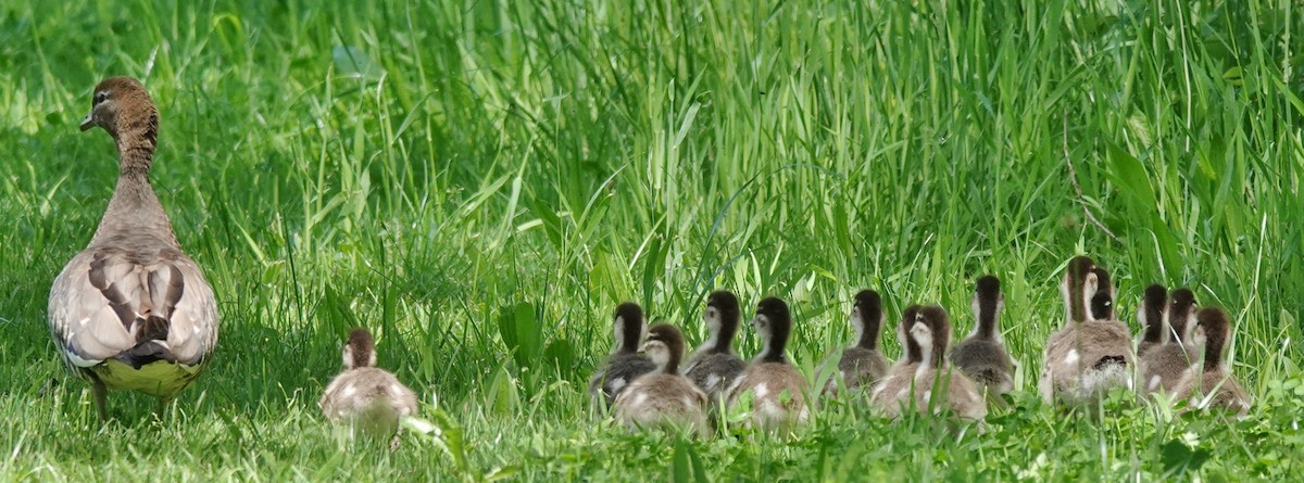 Maned Duck - ML610229832