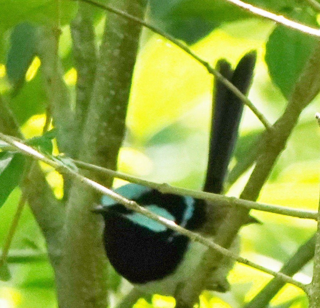 Superb Fairywren - ML610229843