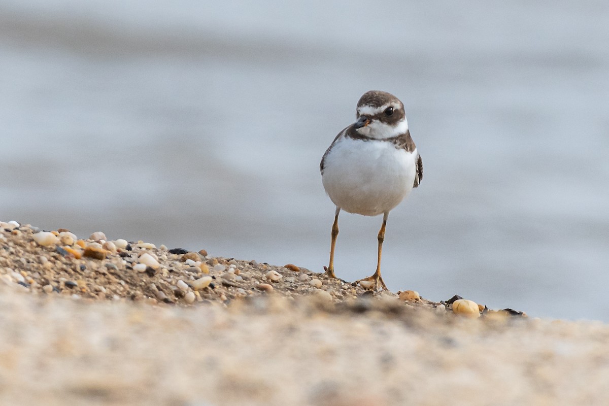 Semipalmated Plover - ML610229917