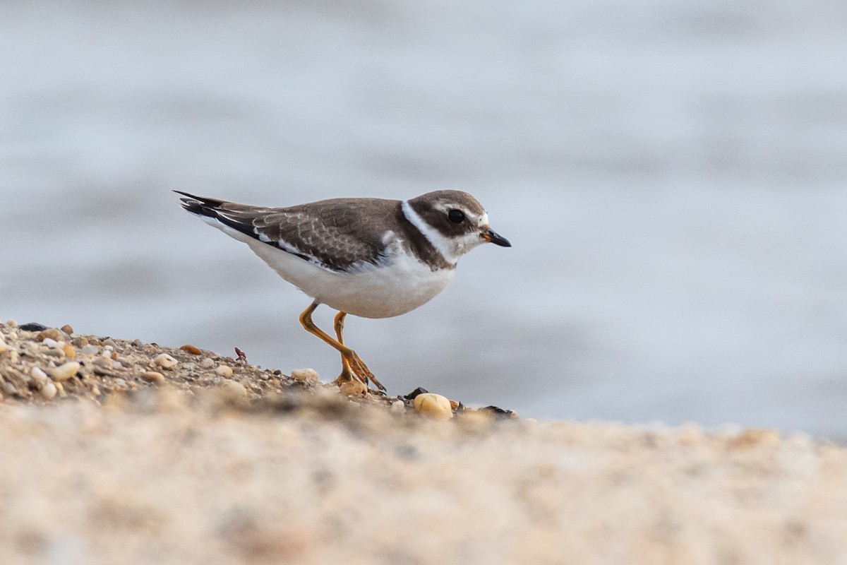 Semipalmated Plover - ML610229918