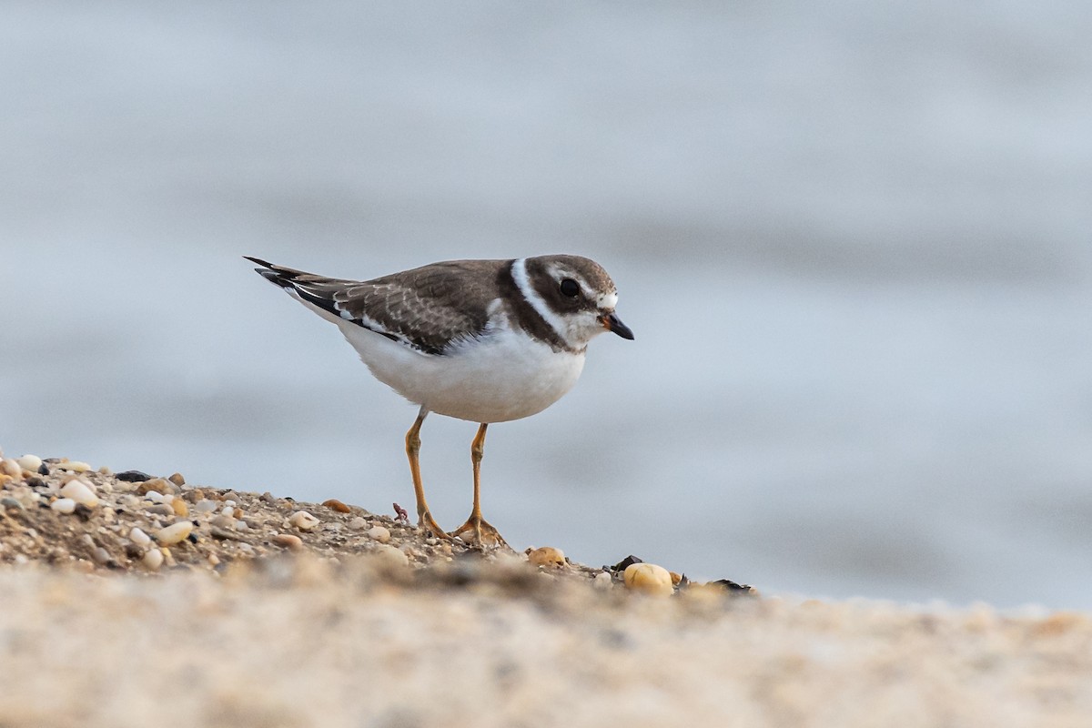 Semipalmated Plover - ML610229919
