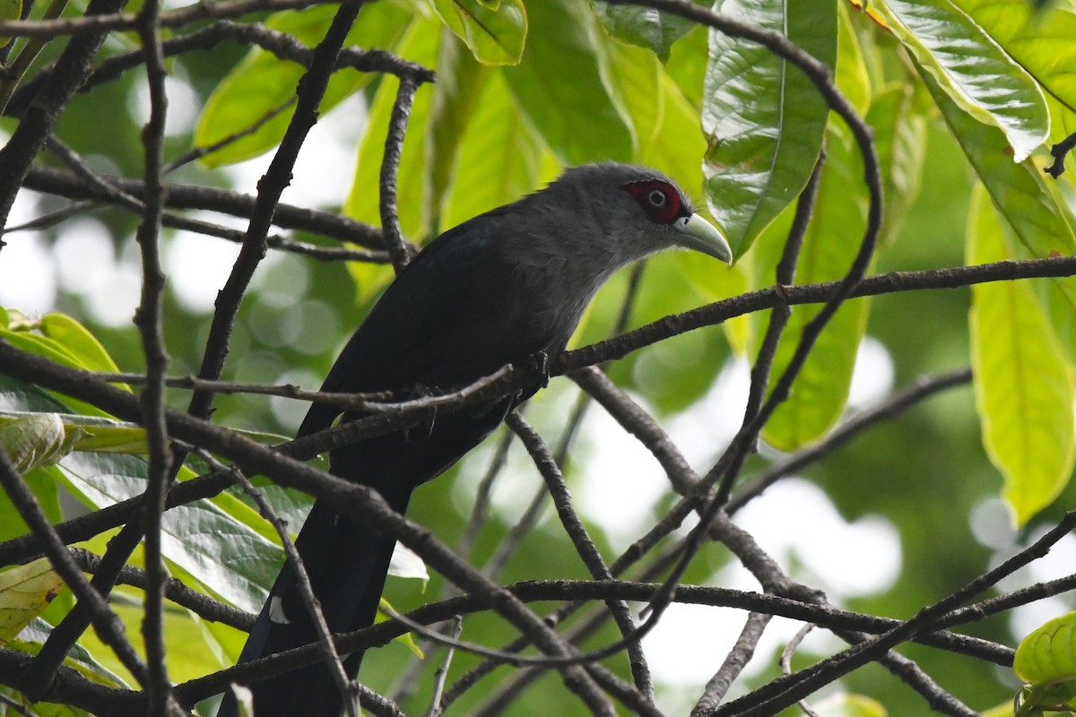 Black-bellied Malkoha - Deb Oliver