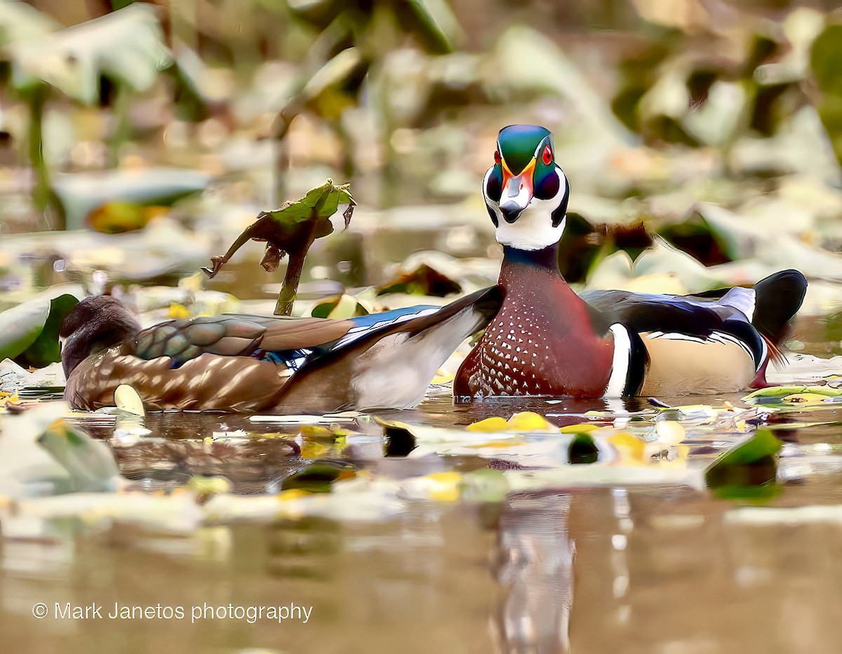 Wood Duck - ML610229965