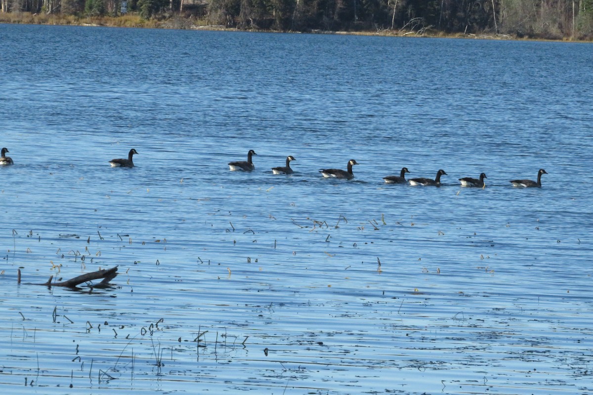 Canada Goose - ML610229985