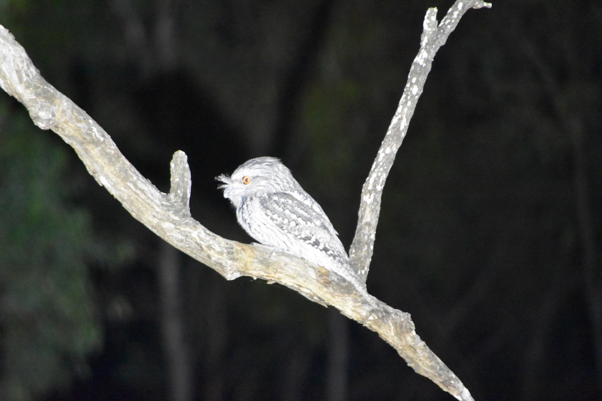 Tawny Frogmouth - ML610230151