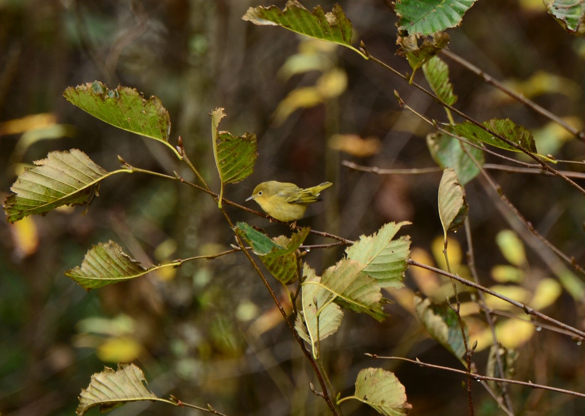 Yellow Warbler - Nat Drumheller