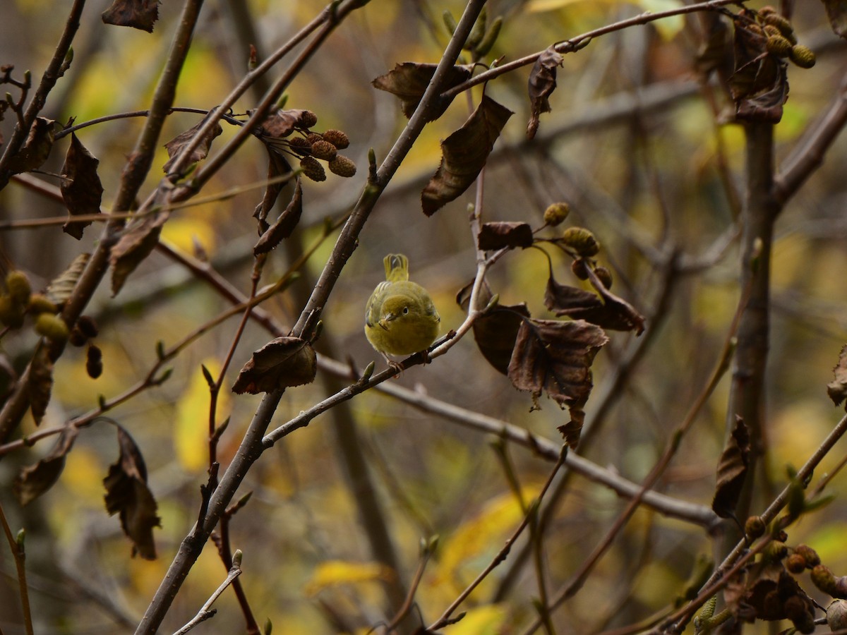 Yellow Warbler (Northern) - ML610230156
