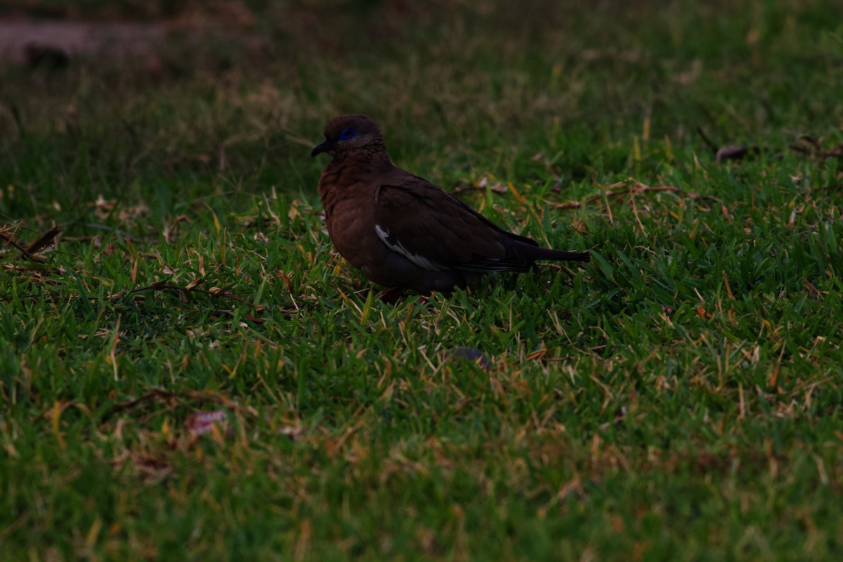 West Peruvian Dove - ML610230304