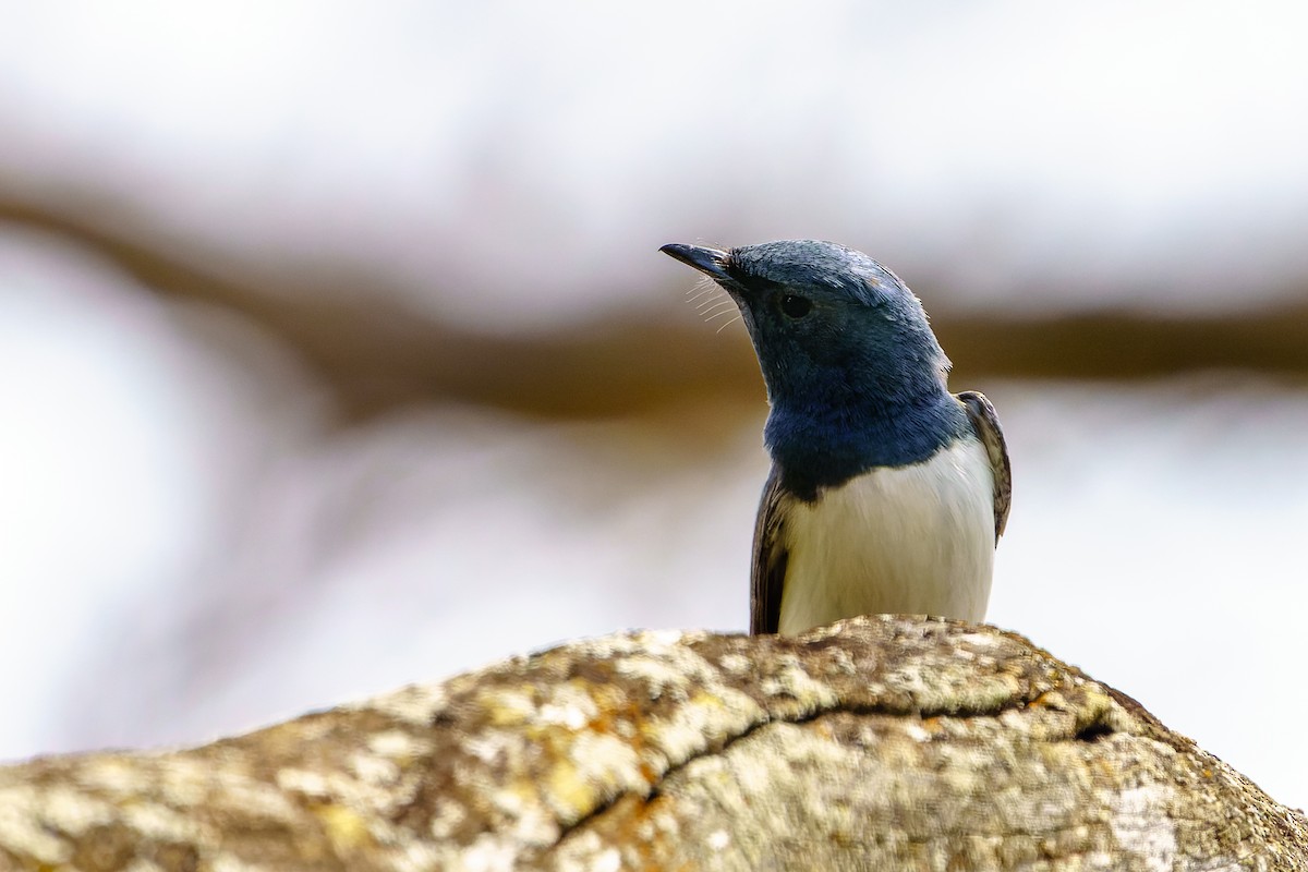 Leaden Flycatcher - ML610230322