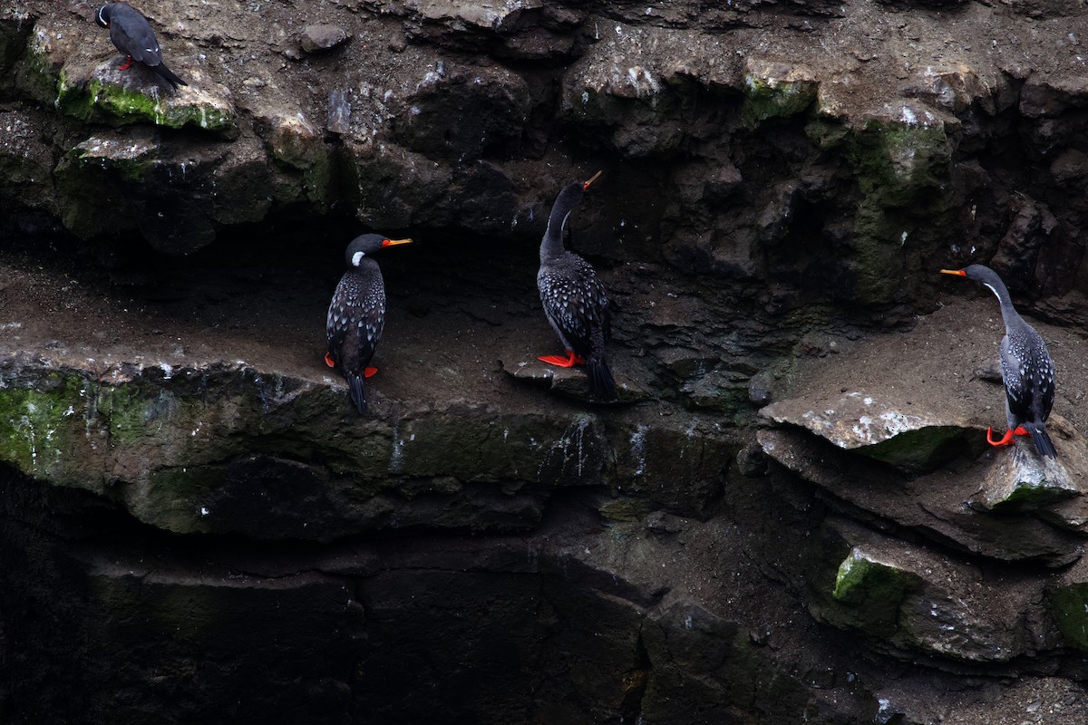 Red-legged Cormorant - ML610230325