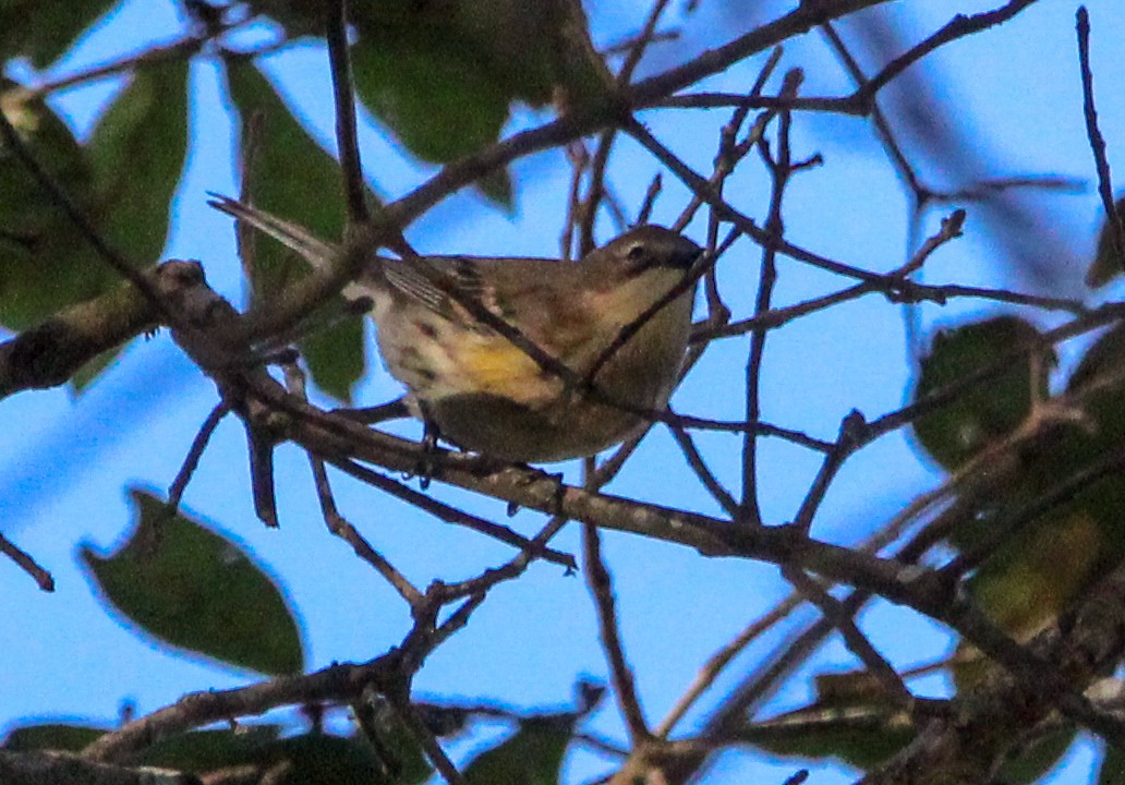 Yellow-rumped Warbler - ML610230330