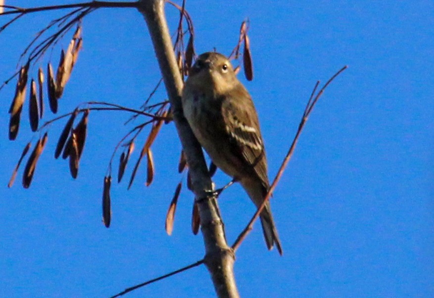 Yellow-rumped Warbler - ML610230331