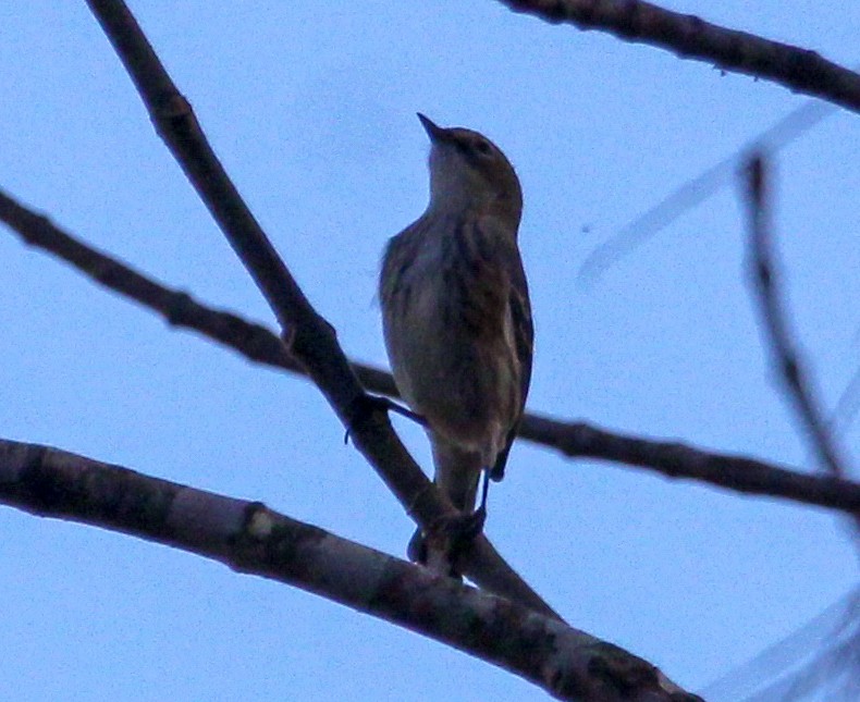 Yellow-rumped Warbler - ML610230332